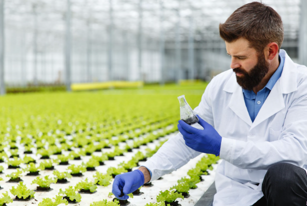 QEMI International agricultural scientist inspecting crops in a greenhouse, demonstrating quality control by a trusted agriculture product supplier.